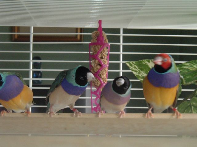 Oiseaux 005.jpg