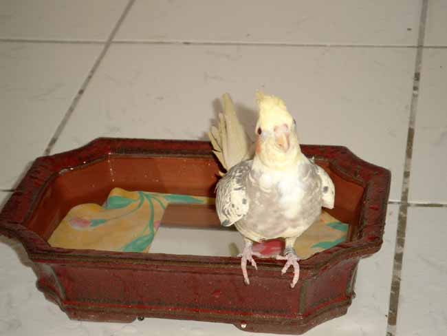 Non j'y vais pas dans l'eau !1.JPG