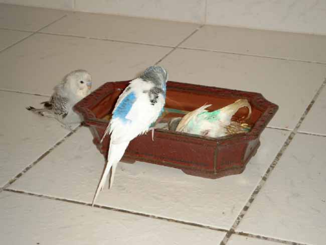 Fidji dans le bain sous l'oeil1.JPG