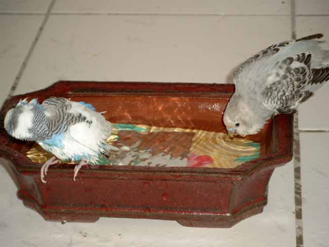 Lovy teste l'eau et Bounty s'Ã©1.JPG