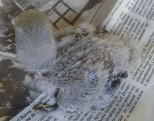 bb roseicollis 1409.jpg