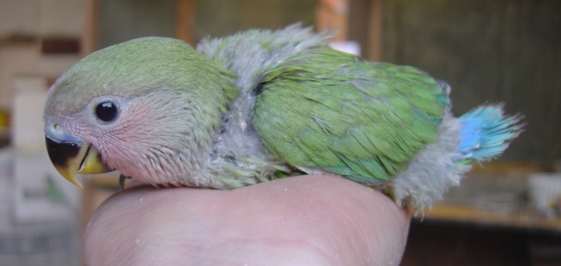 bb roseico vert 1409.jpg