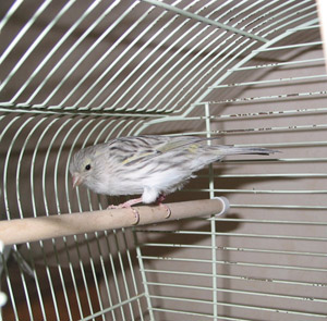 CHINAGAUCHE - copie.JPG