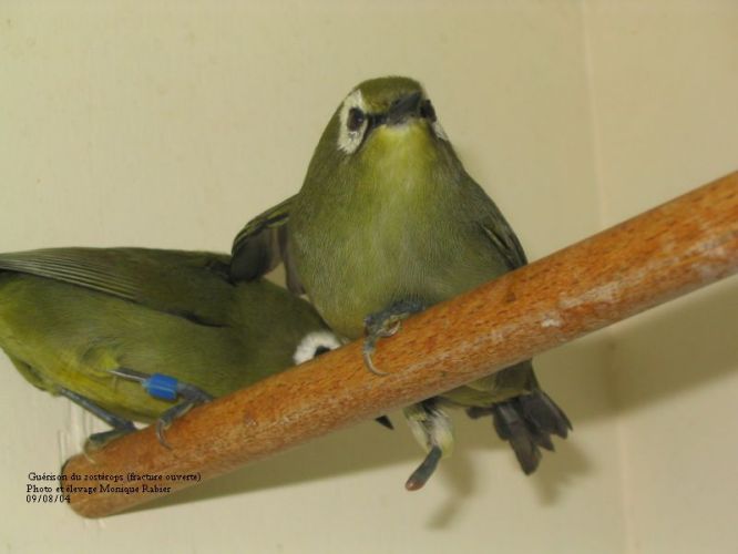 146_4633guÃ©rison du zostÃ©rops.jpg