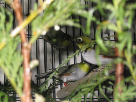 118_1807zostÃ©rops Ã  flans marron1.jpg