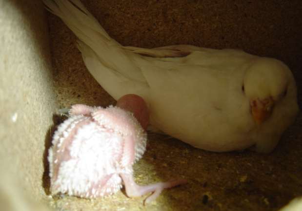 bb albinos 15 09.jpg