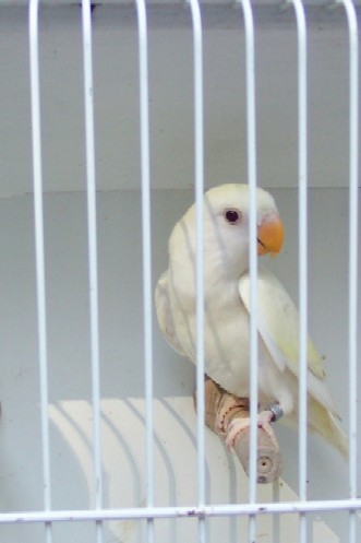 Turquoise Cremino.jpg