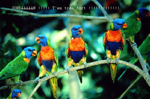 Fan club de Jordan....jpg