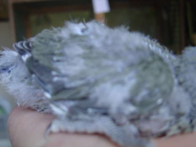 ailes roseicollis 17 09 04.jpg