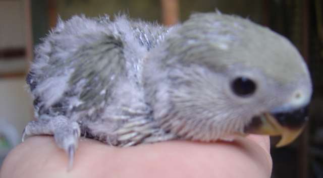 roseicollis bb 17 09 04.jpg