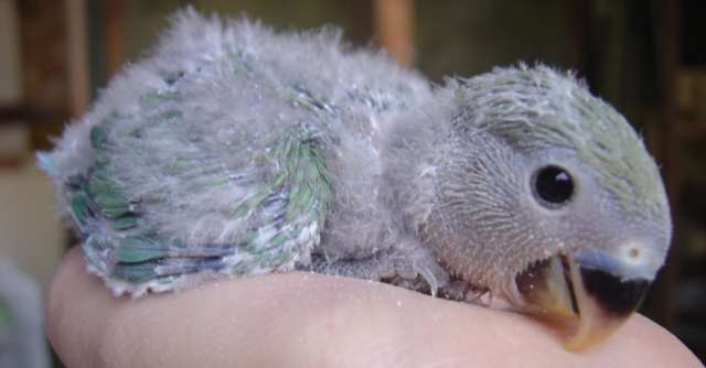 BB ROSEICOLLIS 17 09.jpg