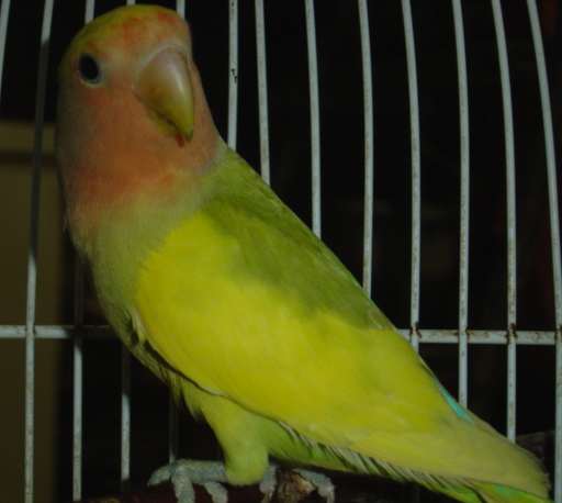 Roseicollis panachÃ© 1809.jpg