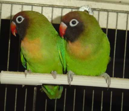 Nigrigenis couple  18 09.jpg