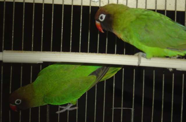 nigri couple 18 09.jpg