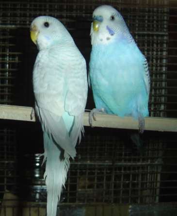 cple ondulÃ©es 18 09 04.jpg