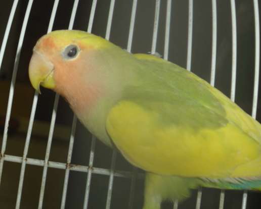 roseico panachÃ© 18 09.jpg