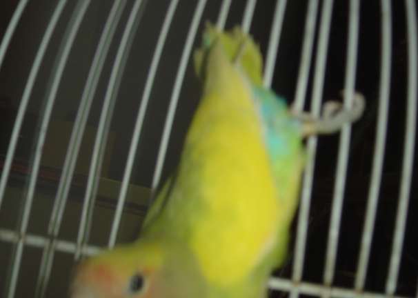 Roseicolllis panachÃ© 18 09 04.jpg