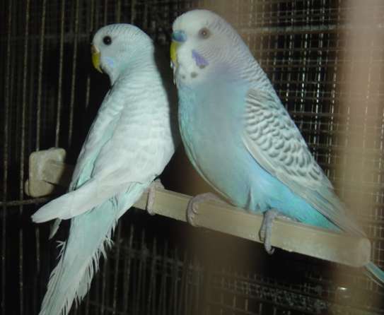 OndulÃ©es couple 18 09.jpg